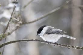 Attēlu rezultāti vaicājumam “Poecile montanus”