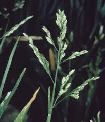 Attēlu rezultāti vaicājumam “Poa annua”