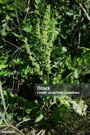 Attēlu rezultāti vaicājumam “Rumex confertus fruit”