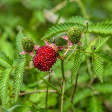 Attēlu rezultāti vaicājumam “Rubus illecebrosus fruit”