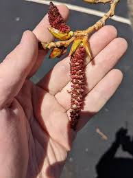 Attēlu rezultāti vaicājumam “Populus x canadensis male flower”