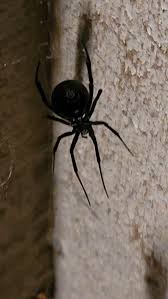 Attēlu rezultāti vaicājumam “Steatoda grossa”