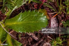 Attēlu rezultāti vaicājumam “Eryngium planum leaf”
