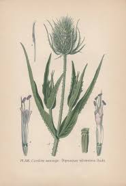 Image result for Dipsacus silvestris