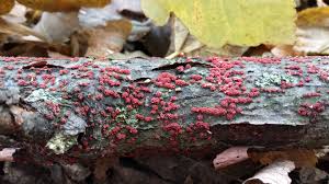 Attēlu rezultāti vaicājumam “Lycogala fuscoolearium”