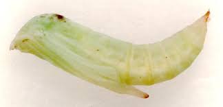 Attēlu rezultāti vaicājumam “Platyptilia gonodactyla imago”