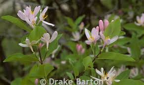 Attēlu rezultāti vaicājumam “Lonicera tatarica flower”