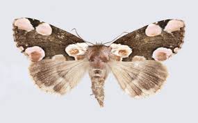 Attēlu rezultāti vaicājumam “Thyatira batis”