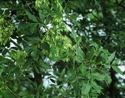 Attēlu rezultāti vaicājumam “Fraxinus pennsylvanica fruit”