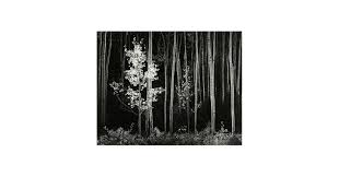 Image result for Ansel Adams Aspens New Mexico
