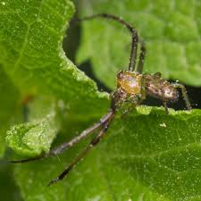 Attēlu rezultāti vaicājumam “Diaea dorsata male”