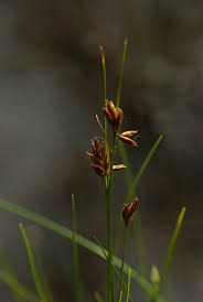 Attēlu rezultāti vaicājumam “Rhynchospora fusca”