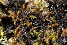 Attēlu rezultāti vaicājumam “Scorpidium scorpioides”