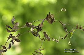 Attēlu rezultāti vaicājumam “Lathyrus niger leaf”