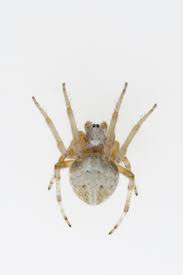 Attēlu rezultāti vaicājumam “Araneus angulatus”