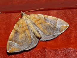 Attēlu rezultāti vaicājumam “Eulithis testata”