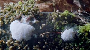 Attēlu rezultāti vaicājumam “Stemonitis axifera spores”