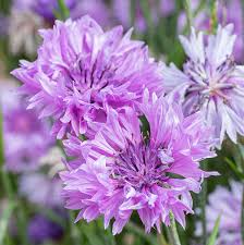 Image result for Centaurea cyanus