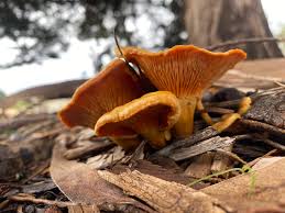 Attēlu rezultāti vaicājumam “Hygrophoropsis aurantiaca”
