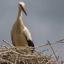 Attēlu rezultāti vaicājumam “Ciconia ciconia juvenile”