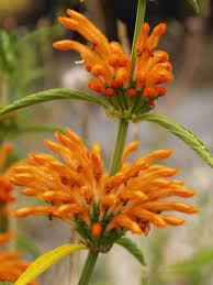 Attēlu rezultāti vaicājumam “Leonurus quinquelobatus flower”