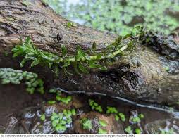 Attēlu rezultāti vaicājumam “Elodea canadensis”