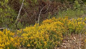 Image result for Genista tinctoria