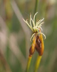 Attēlu rezultāti vaicājumam “Trichophorum cespitosum fruit”