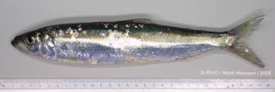 Image result for Clupea harengus