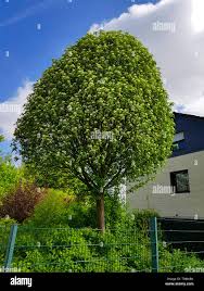 Attēlu rezultāti vaicājumam “Sorbus intermedia”