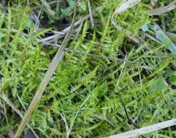 Attēlu rezultāti vaicājumam “Calliergonella cuspidata”