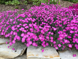 Image result for Dianthus gratianopolitanus