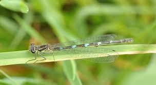 Attēlu rezultāti vaicājumam “Coenagrion pulchellum female”
