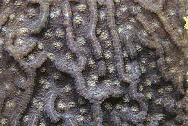 Attēlu rezultāti vaicājumam “Physarum contextum”