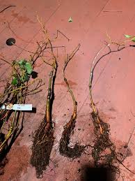 Attēlu rezultāti vaicājumam “Tilia cordata bud”