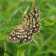 Attēlu rezultāti vaicājumam “Chiasmia clathrata”