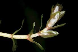 Attēlu rezultāti vaicājumam “Elodea canadensis leaf”