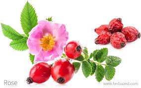 Attēlu rezultāti vaicājumam “Rosa subcanina fruit”