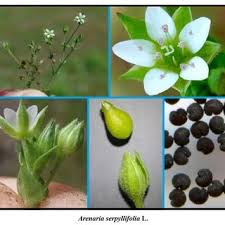 Attēlu rezultāti vaicājumam “Arenaria serpyllifolia flower”