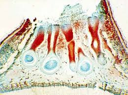 Attēlu rezultāti vaicājumam “Diderma roanense spores”