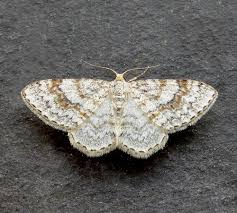 Attēlu rezultāti vaicājumam “Hydrelia sylvata”