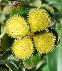 Attēlu rezultāti vaicājumam “Cynoglossum officinale fruit”