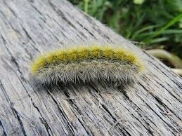 Attēlu rezultāti vaicājumam “Rhyparia purpurata”