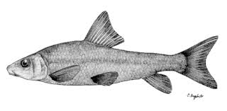 Image result for Minytrema melanops