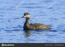 Attēlu rezultāti vaicājumam “Melanitta nigra”