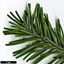 Attēlu rezultāti vaicājumam “Abies sibirica”