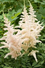 Attēlu rezultāti vaicājumam “Astilbe chinensis”