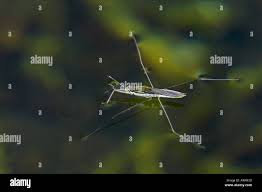 Attēlu rezultāti vaicājumam “Aquarius najas”