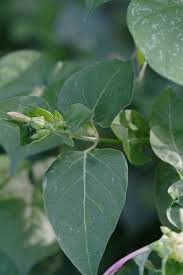 Attēlu rezultāti vaicājumam “Viola mirabilis leaf”