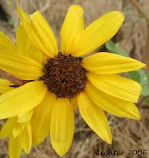 Attēlu rezultāti vaicājumam “Helianthus annuus flower”